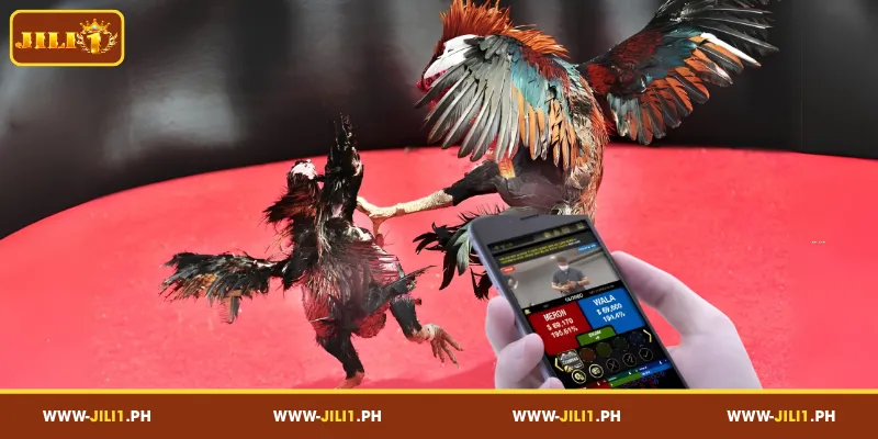 Essential Checks Before Visiting a JILI1 Cockfight