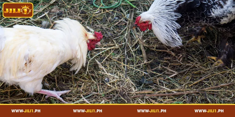 Popular Cockfighting Styles Available on DS88