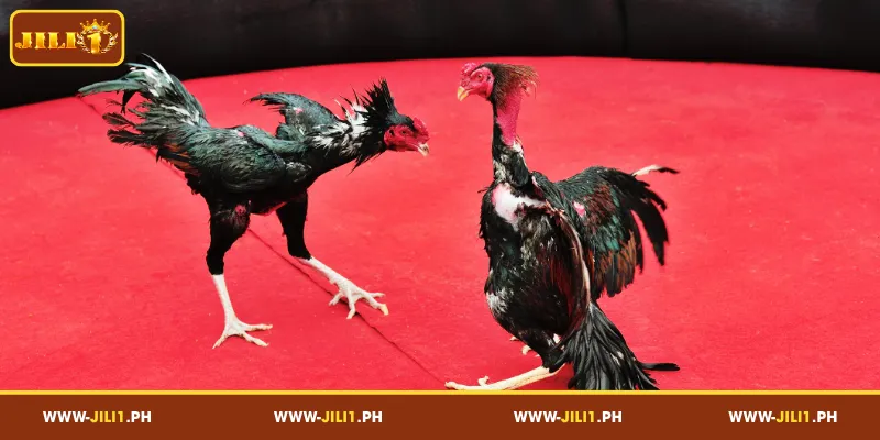 Watching Cockfighting Matches on JILI1 DS88